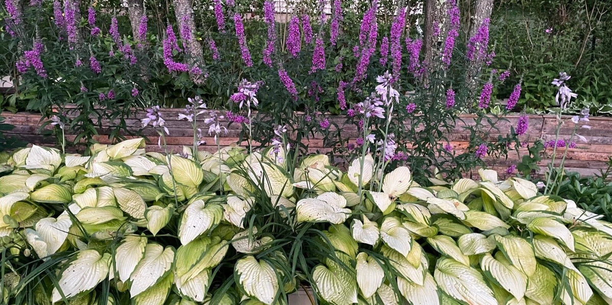 Hosta Plants 3-Pack Bare Root Gold Standard Hosta sieboldiana, Child & Pet Safe, Pre-Order 2025