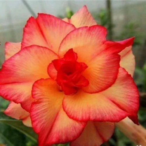 Double Red Yellow Desert Rose Seeds - 4 Pack - Adenium obesum - Perennial Flowering Plant for Garden