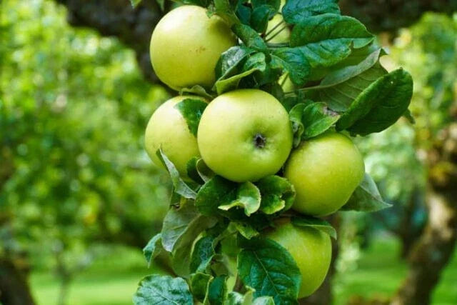 Rhode Island Greening Apple Tree Bare Root 16+ Inches Malus domestica Juicy Green Apples for Baking