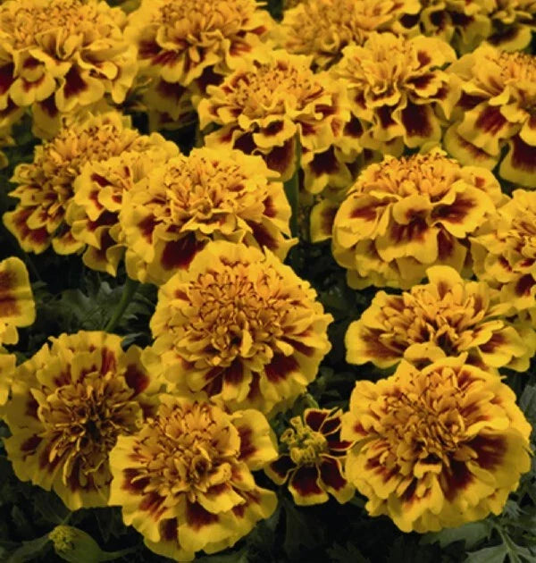 Little Hero Fire Marigold Seeds - 25+ Count - Tagetes patula - Vibrant Orange and Yellow Garden Seeds - Non-GMO