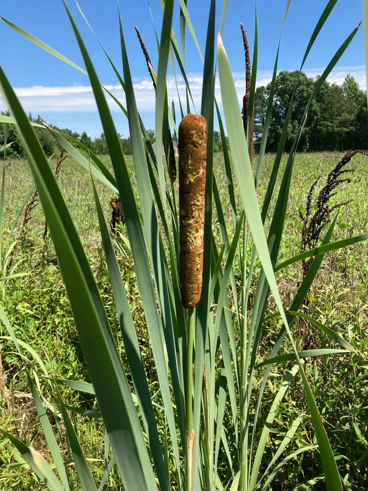 Cattail Plants - 6 Bareroot Live Plants - Typha Angustifolia - Aquatic Water Garden Decor