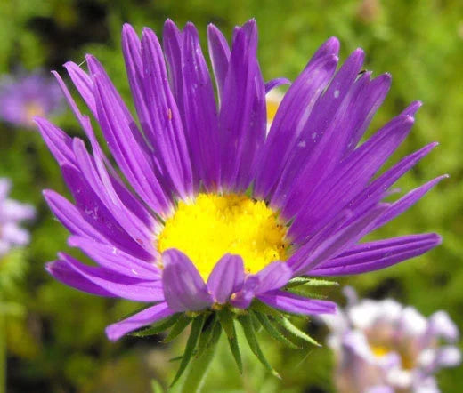 Tahoka Daisy Seeds - 500 Bulk Seeds Machaeranthera tanacetifolia - Vibrant Purple & Yellow Wildflower for Pollinator Gardens
