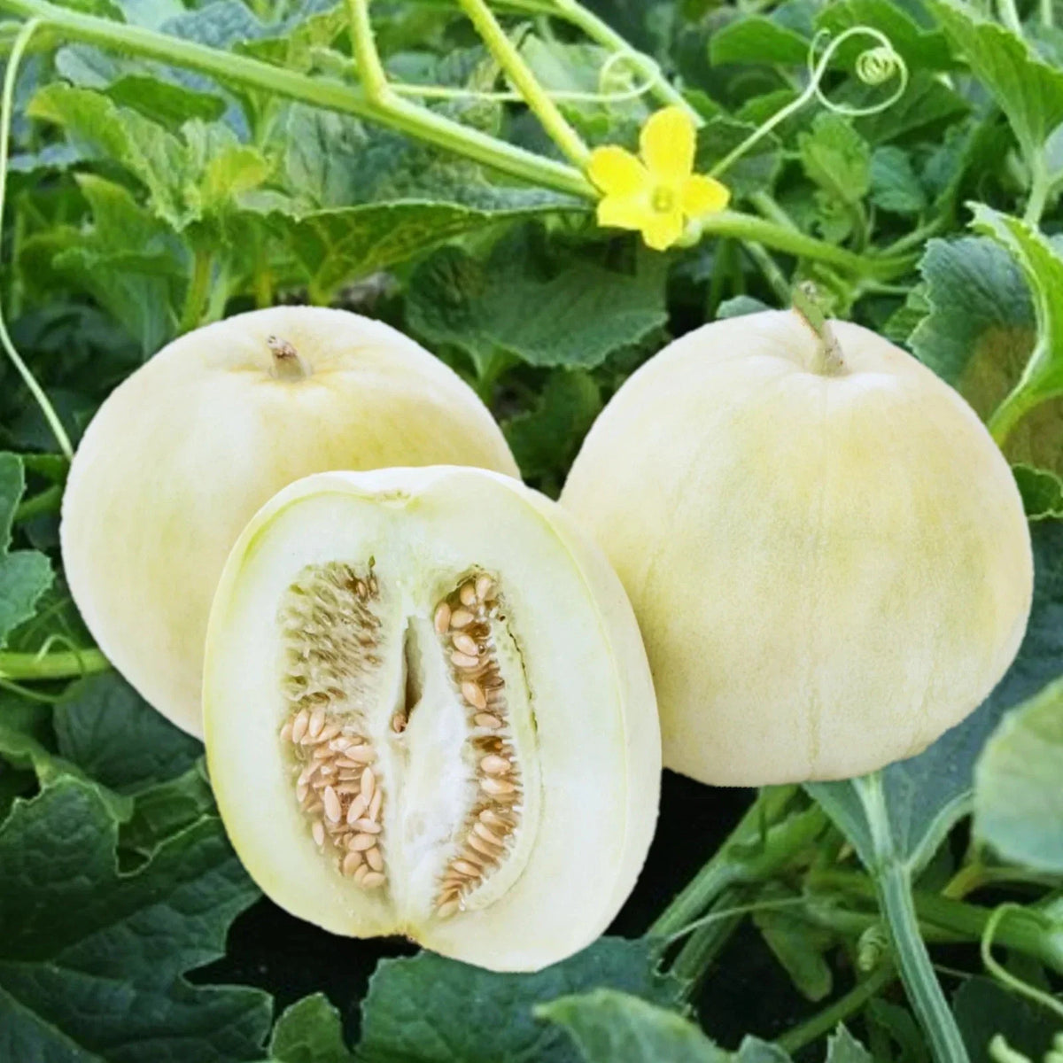 Bai Mibao Asian Melon Seeds - White Thin-Wall Muskmelon - Cucumis melo - Packet of 20 Seeds for 2025 Planting