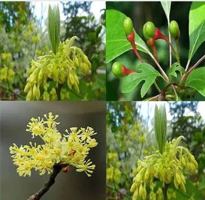 Bare Root Sassafras Trees - Sassafras albidum - Fragrant, Native Saplings for Garden & Landscape