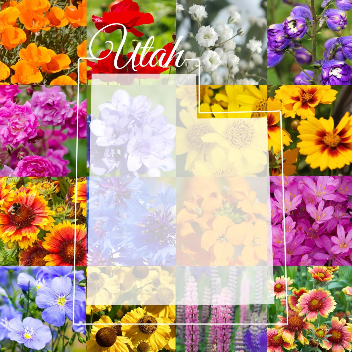 Wildflower Seed Mix 1/4 lb Utah Western Blend for Pollinators - Various Species - Non-GMO, Covers 800 sq ft