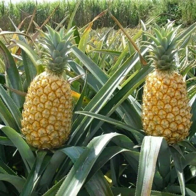 Queen Pineapple Seeds - 15 Count - Ananas comosus - Garden Planting - High Germination Rate - Padded Shipping