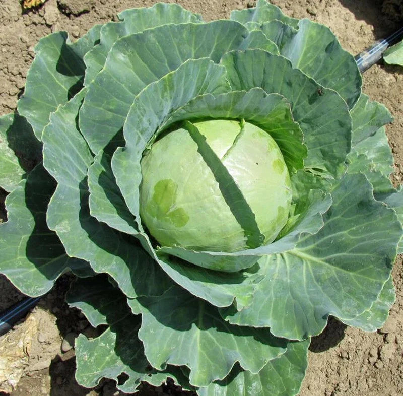 Cabbage Seeds 200-4000 Count Copenhagen Market Early Variety Brassica oleracea for Coleslaw and Salads