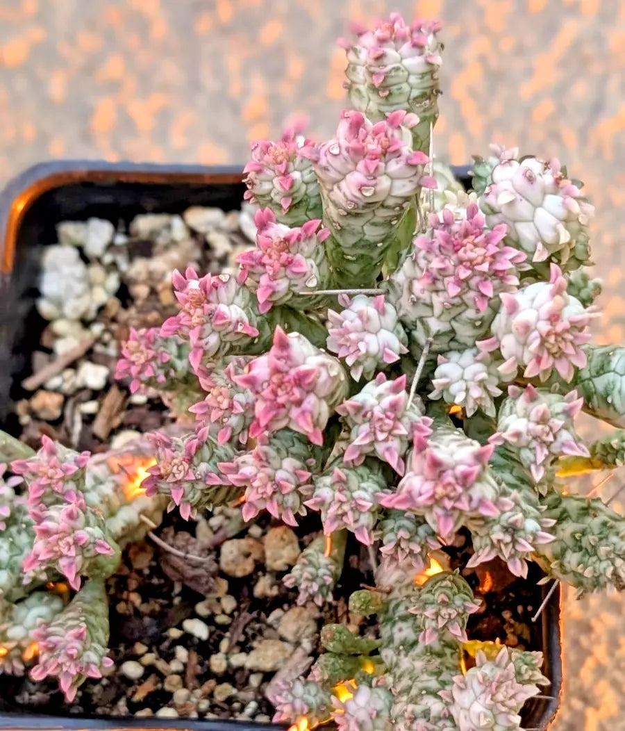 Rare Pink Euphorbia Mammillaris Variegata - 2" Rooted Indian Corn Cob Succulent - Euphorbia mammillaris variegata