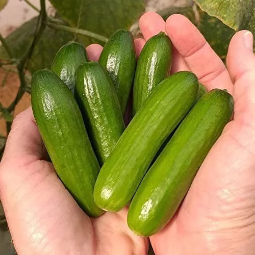 Mini Vegetable Seeds - 30 Mini-Me Cucumber Seeds - Cucumis sativus - Ideal for Container Gardening and Small Spaces