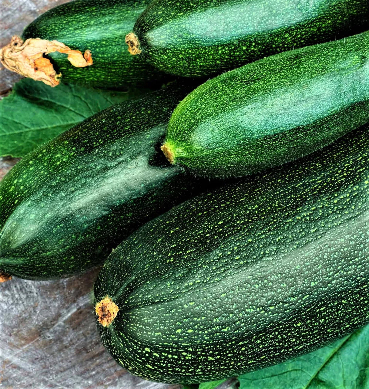 Non-GMO Dark Green Zucchini Seeds 30 Seeds - Cucurbita pepo - Easy to Grow for Home Gardens, Containers, and Summer Cooking