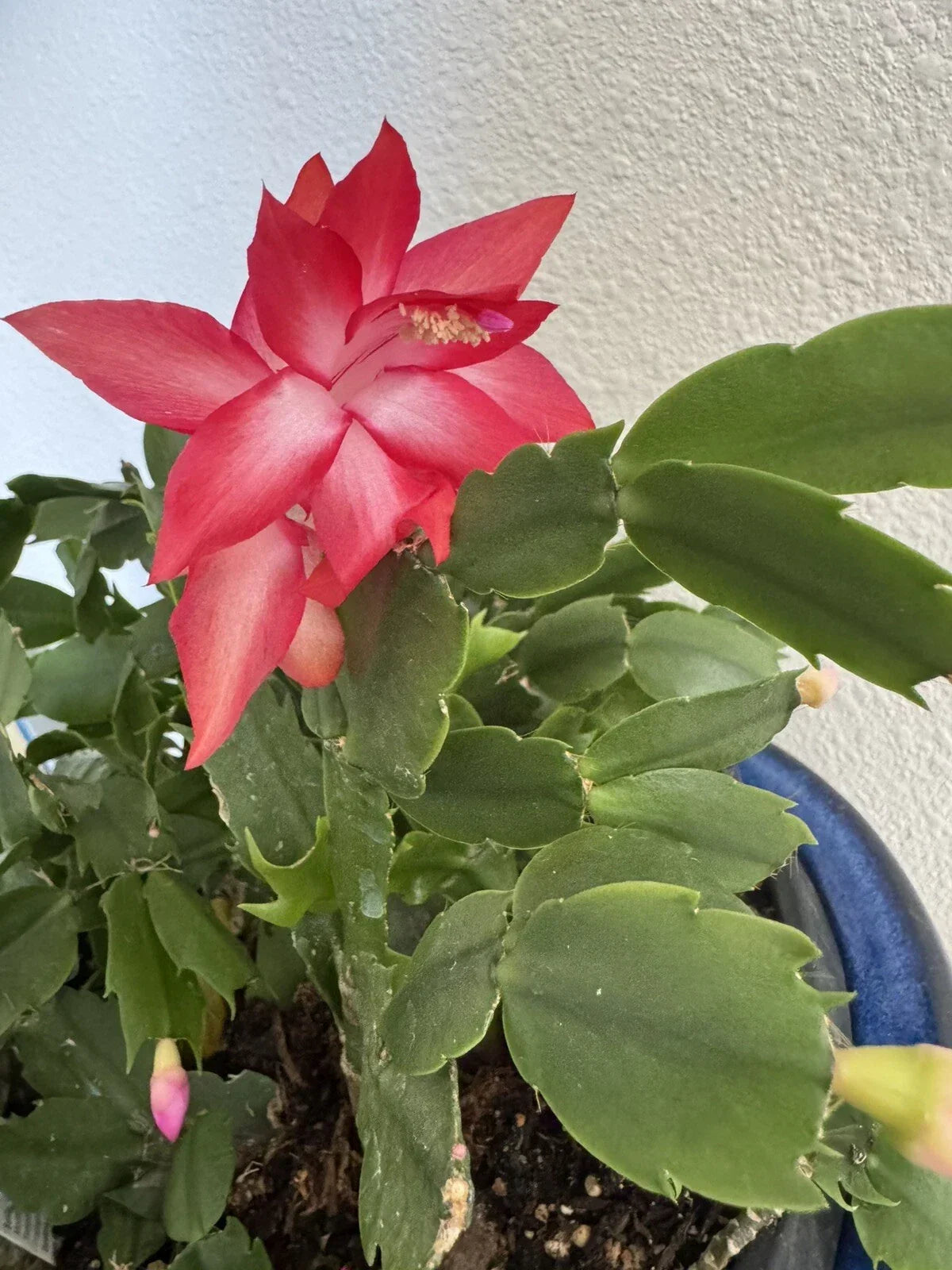 Christmas Cactus Cuttings 4"-5" Red Coral Schlumbergera - Festive Indoor Gardening Succulent Plant Cuttings (5 Pack)