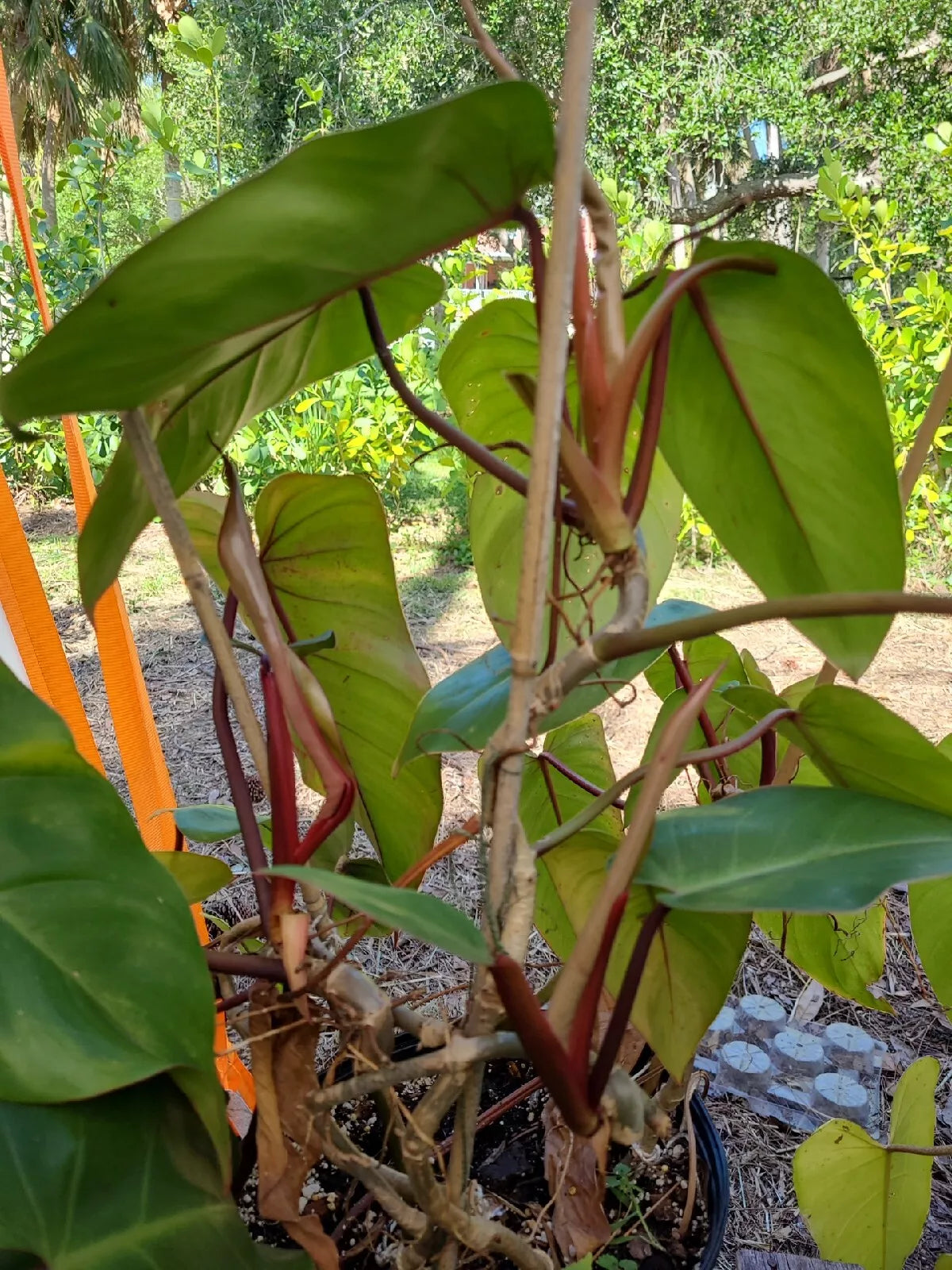 Philodendron Cutting 7-10 Inches Red Emerald Philodendron erubescens - Indoor Plant, Low Maintenance Houseplant, Vibrant Green with Red Undersides