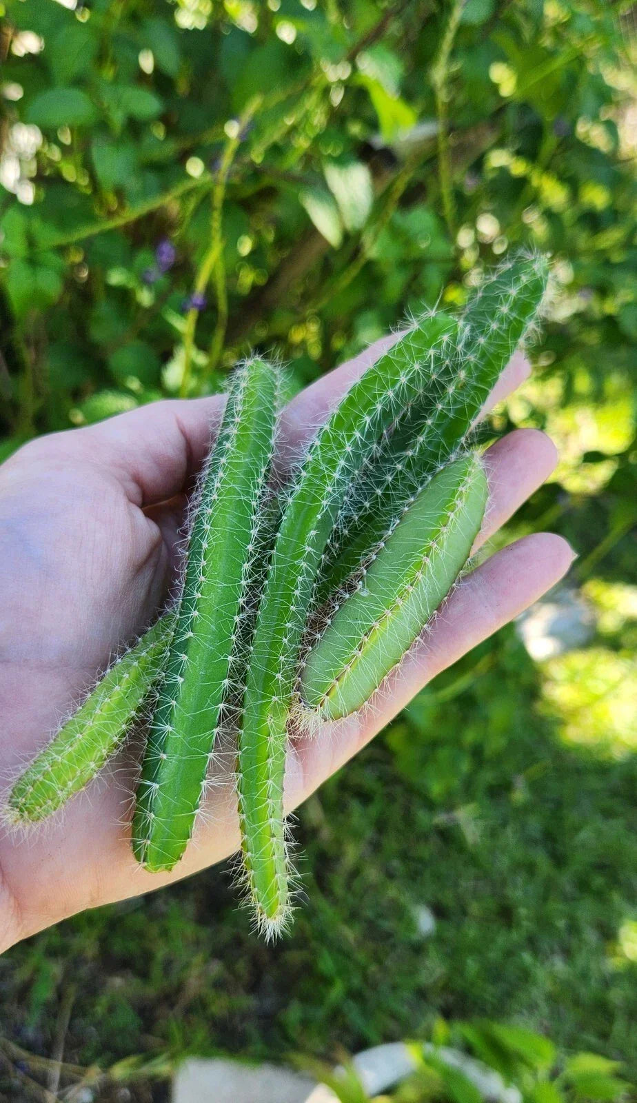 Fresh Cuttings Dog Tail Cactus 4-Pack Aporocactus flagelliformis Succulent, Trailing Vines, Vibrant Green, Easy Care