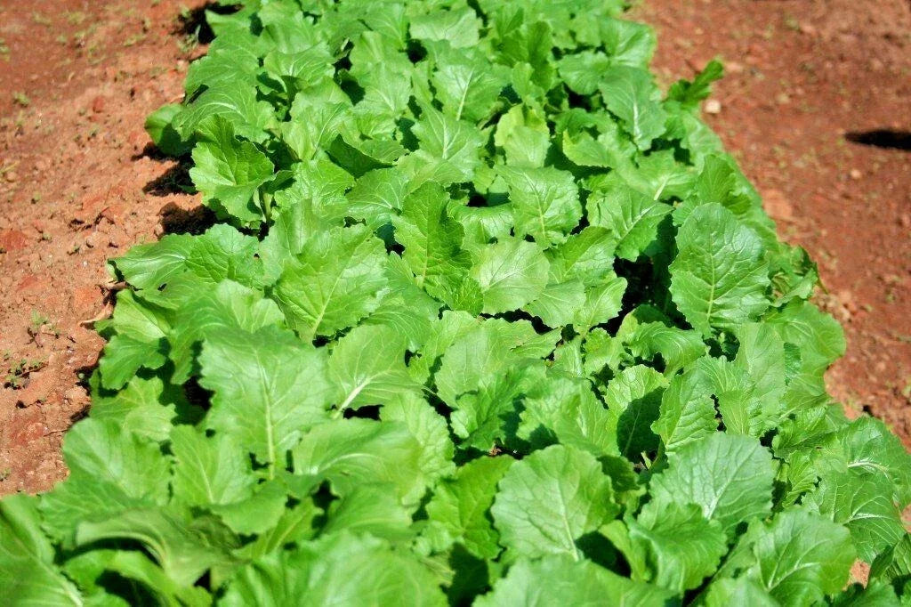 Seven Top Turnip Seeds - 1000+ Organic Vegetable Seeds for Container Gardening - Brassica rapa - Non-GMO