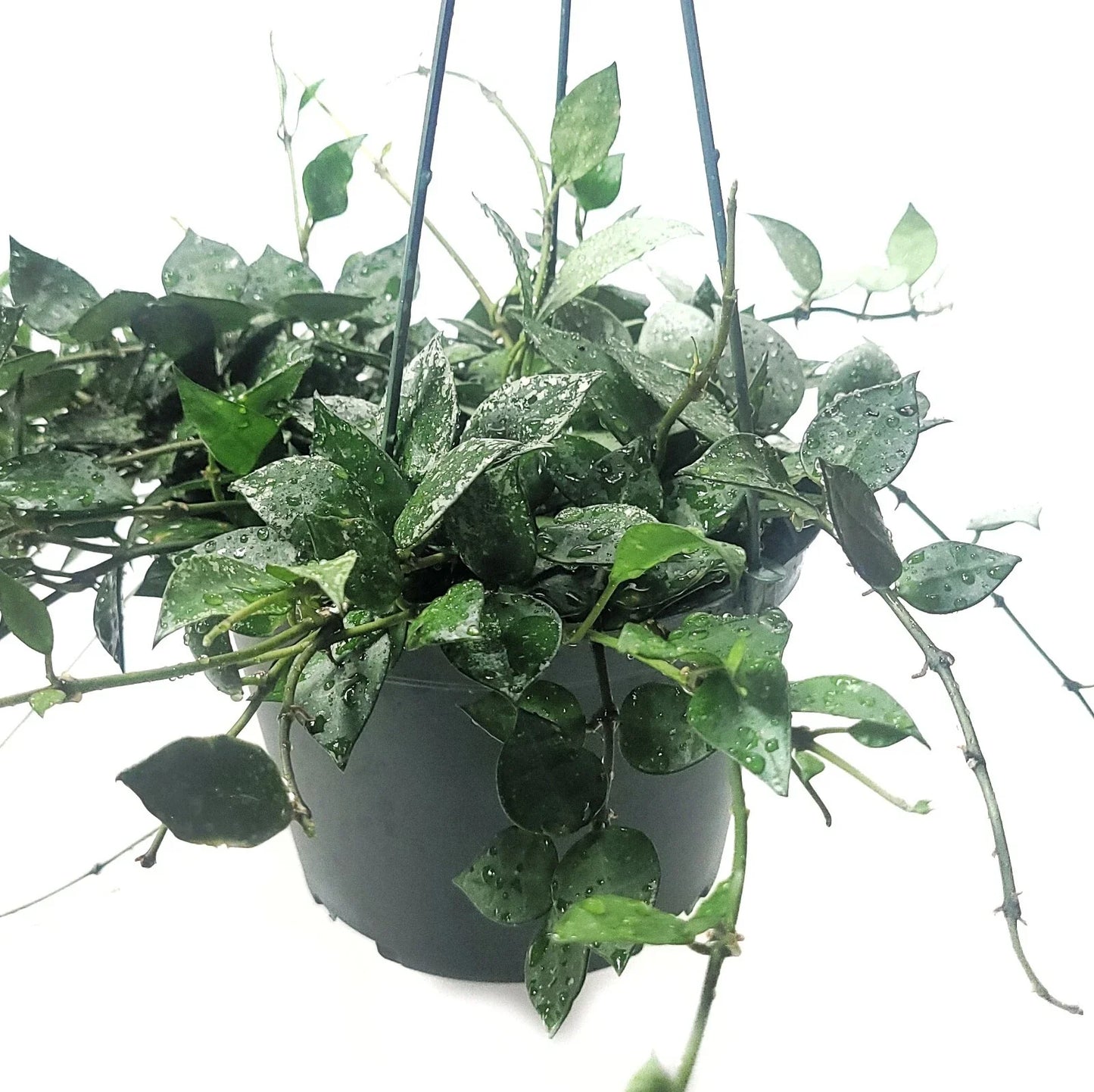 Hoya Krohniana Eskimo Live House Plant in 6 Inch Pot | Beautiful Variegated Foliage | Easy Care Indoor Plant