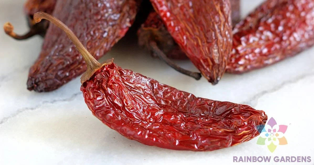 Chipotle Tipico Hot Pepper Seeds - 25+ Pack - Capsicum annuum - Non-GMO - Ideal for Garden Planting - Smoky Flavor