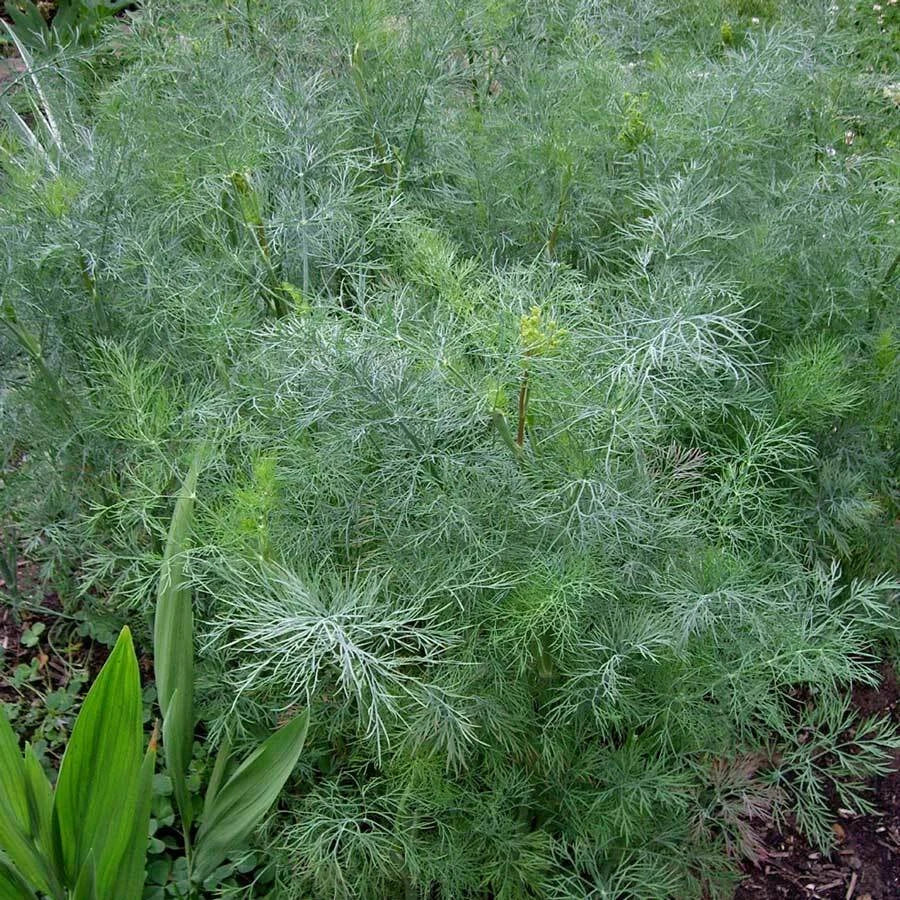 Dukat Dill Seeds | 500 Heirloom Non-GMO Seeds | Anethum graveolens | Culinary Herb for Home Gardens