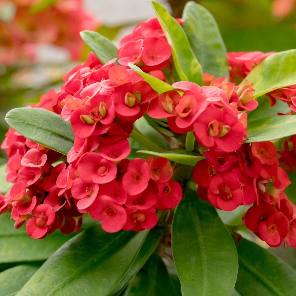 Red Crown of Thorns Plant 4-6" - Euphorbia milii - Live Succulent in Pot - Drought-Tolerant Indoor/Outdoor Decor
