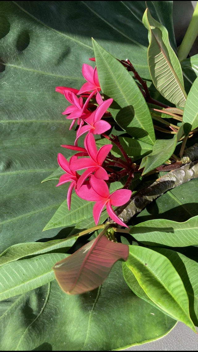 Hawaiian Grand Plumeria Plant 5 Pack - Pink Orange White Blend - Frangipani (Plumeria spp.) - Tropical Garden Flowers