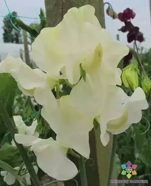 Castle of Mey Sweet Pea Seeds - 50+ Seeds for Garden Planting - Lathyrus odoratus - USA