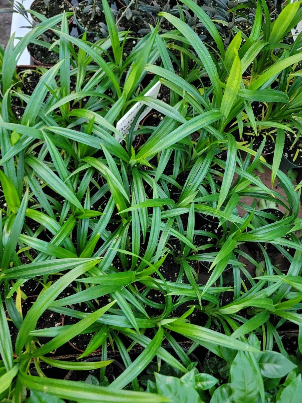 Live Plant - 4 Inch Pot - Pandan Leaf - Pandanus amaryllifolius - Aromatic Culinary Herb for Cooking and Gardening