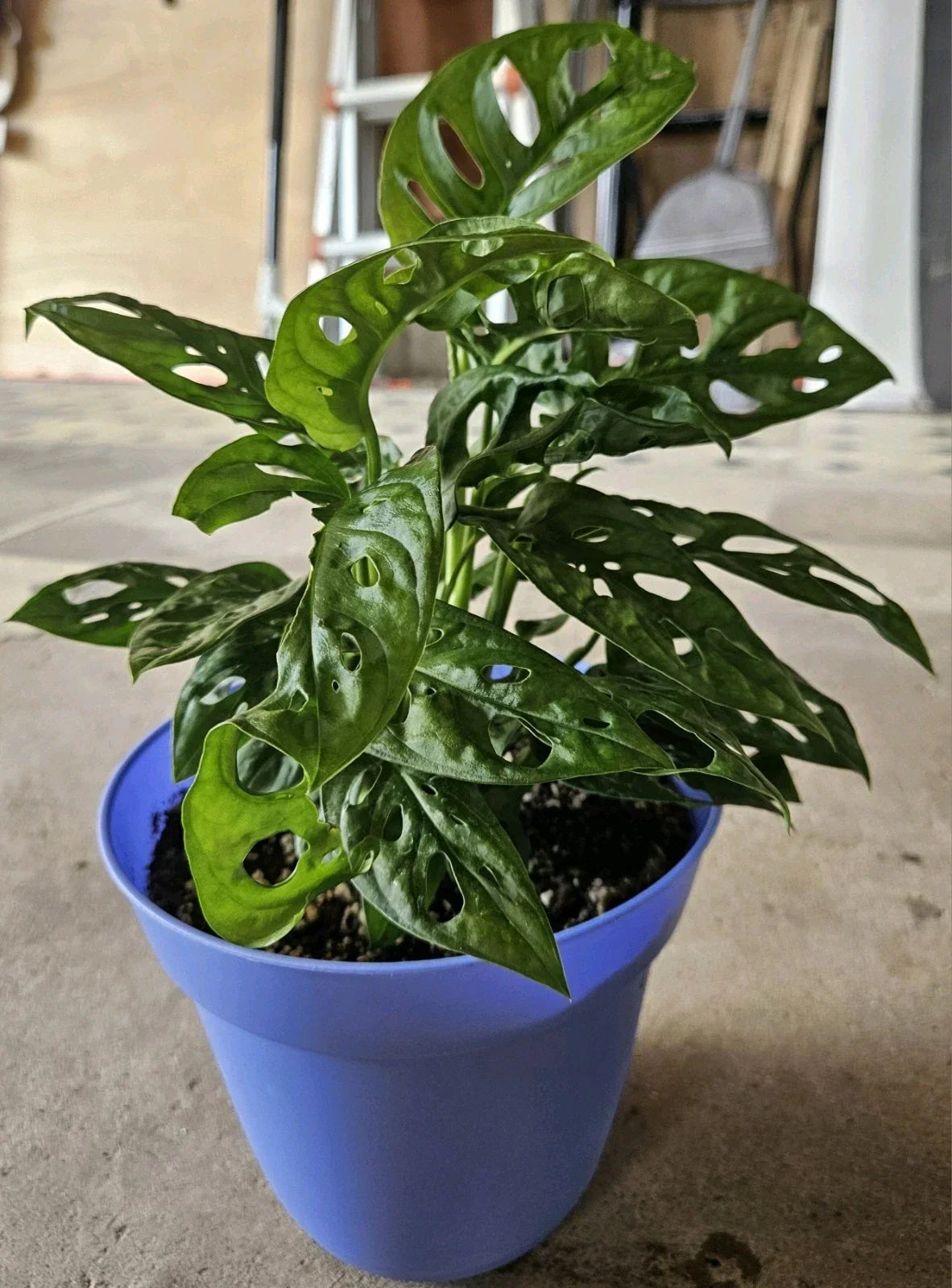 Monstera Deliciosa Live Plant Cuttings 5ct Unrooted Swiss Pothos Indoor Houseplant - Perfect for Propagation & Decorating