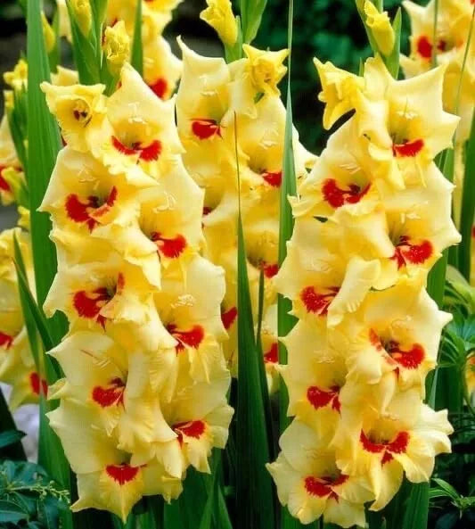Golden Gladiolus Flower Bulbs - 10 Bulbs - Yellow Blooms - Gladiolus hortulanus - Hardy, Easy to Grow, Attracts Pollinators