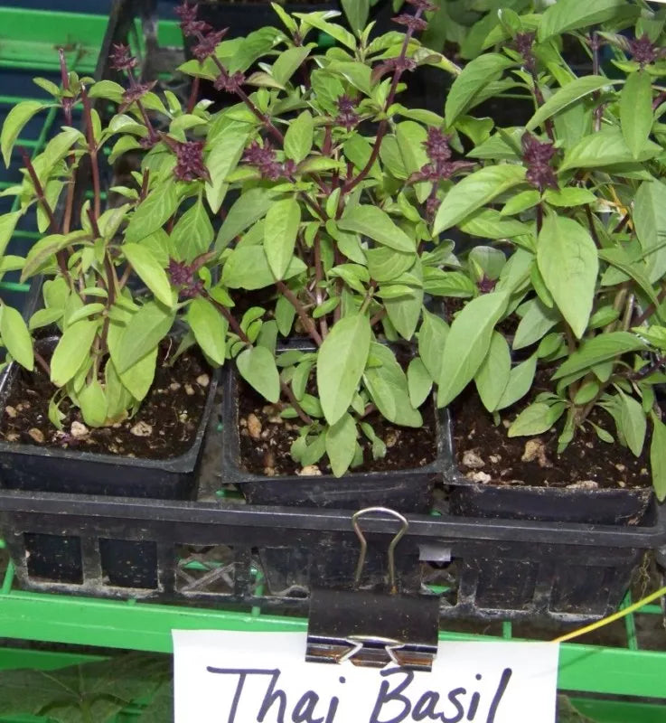 Thai Spicy Basil Seeds 110 Count - Ocimum basilicum - Non-GMO Herb Seeds for Culinary Gardening - GroCo USA