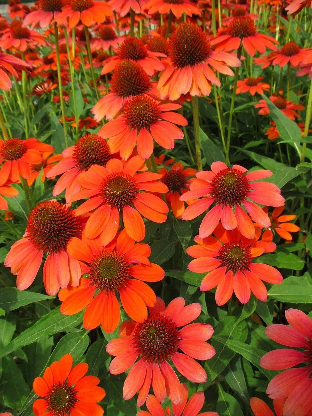 Adobe Orange Coneflower Seeds - 200+ Pack - Echinacea purpurea - USA Grown - Vibrant Perennial Flower for Garden