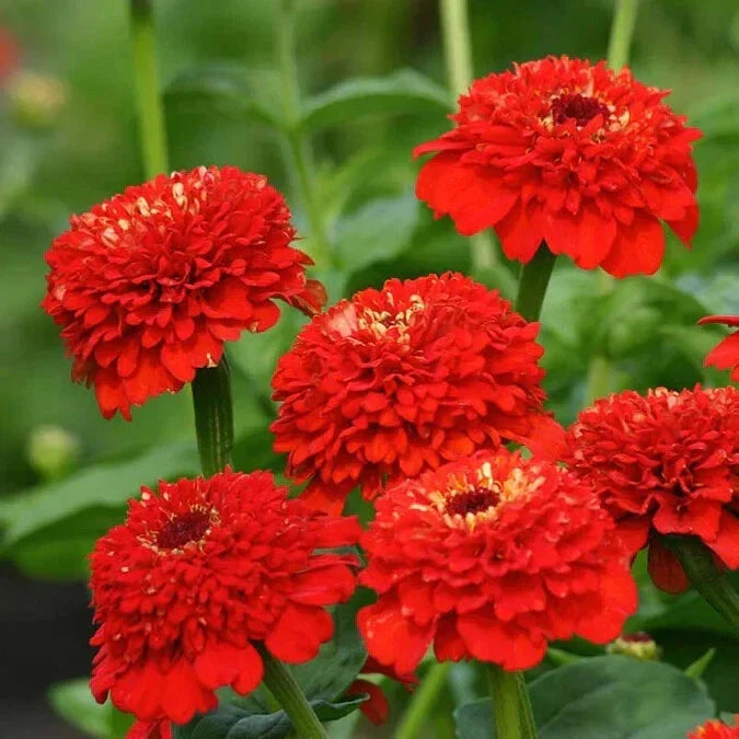 Zinderella Red Zinnia Seeds - 100+ Pack - Vibrant Red Flowers - Zinnia elegans - USA Grown - High Germination Rate