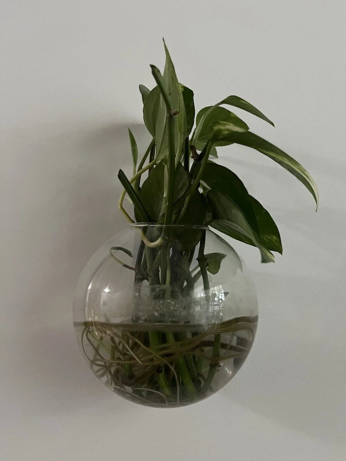 Pothos Cuttings - 5 Healthy Green Cuttings - Epipremnum aureum, Easy Care Indoor Plant, Trailing Vine for Propagation
