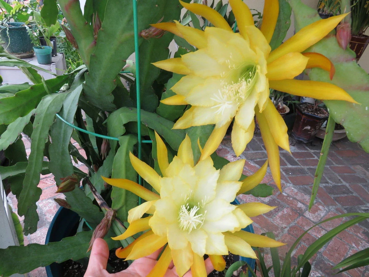Epiphyllum Orchid Cutting 8"-10" Queen of the Night Cactus Ric Rac (Epiphyllum oxypetalum) - Exotic Houseplant Cutting