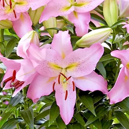 Oriental Lily Bulb Large Fragrant Pink 'Smart Romance' Lilium - Live Flower Bulb for Garden, Easy Care, Zones 7-9