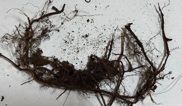 New York Fern Roots 3 Pack - Thelypteris noveboracensis - Shade-Loving Native Fern for Woodland & Garden Planting