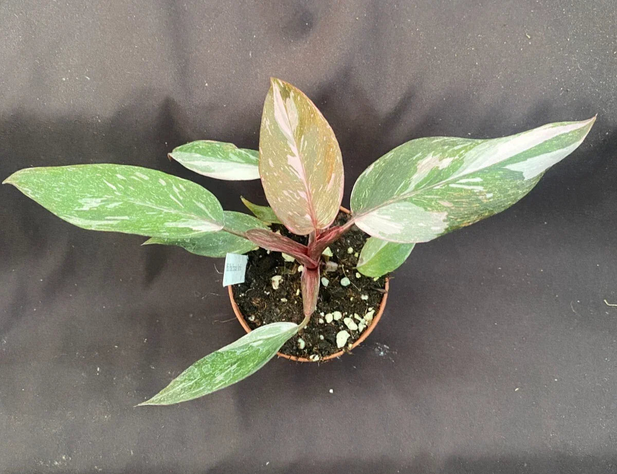 Philodendron Pink Princess Marble Plant 3" Pot - Philodendron erubescens 'Pink Princess' - Unique Variegated Leaves