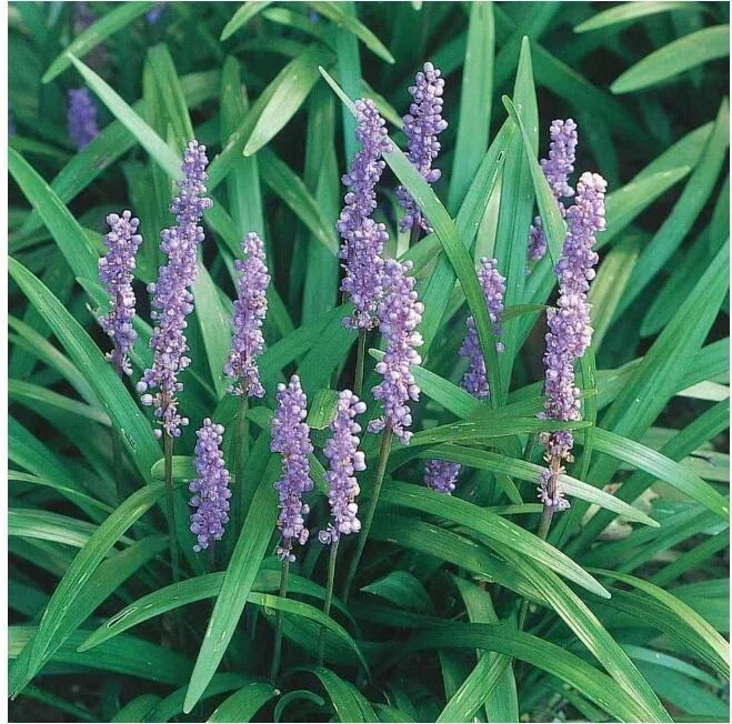 Liriope Bare Rooted Starter Plants 12 Pack - Monkey Grass Lilyturf - Liriope muscari - 4"-6" Live Garden Ground Cover