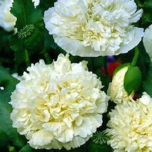 Cream Peony Poppy Seeds - 105 Non-GMO Flower Seeds (Papaver paeoniflorum) for Easy Garden Growth and Stunning Blooms