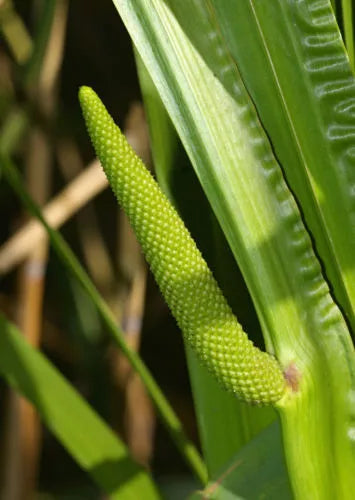 35 Seeds - Sweet Flag Fragrant Ornamental Reed Grass - Acorus calamus - Buy 15, Ships Free