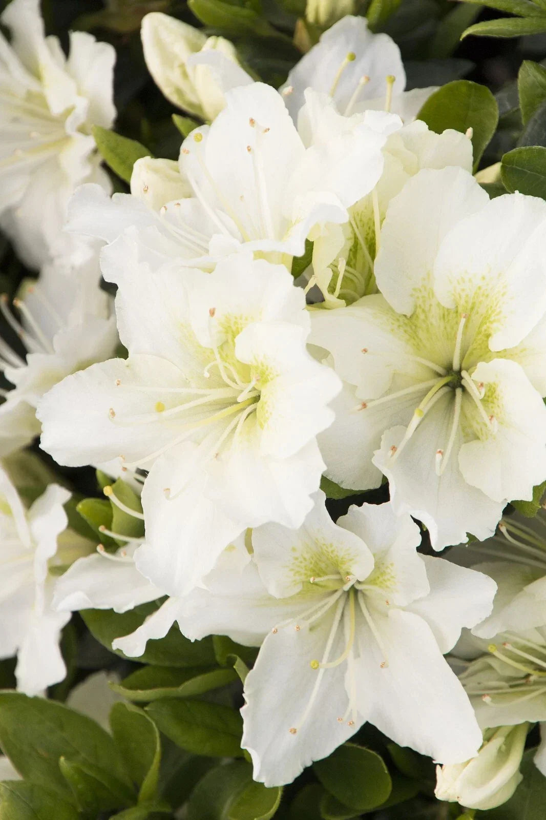 Small Rooted Azalea Plant - Snow Varietal - Rhododendron Deciduous - White Blooms - Easy Care Garden Starter