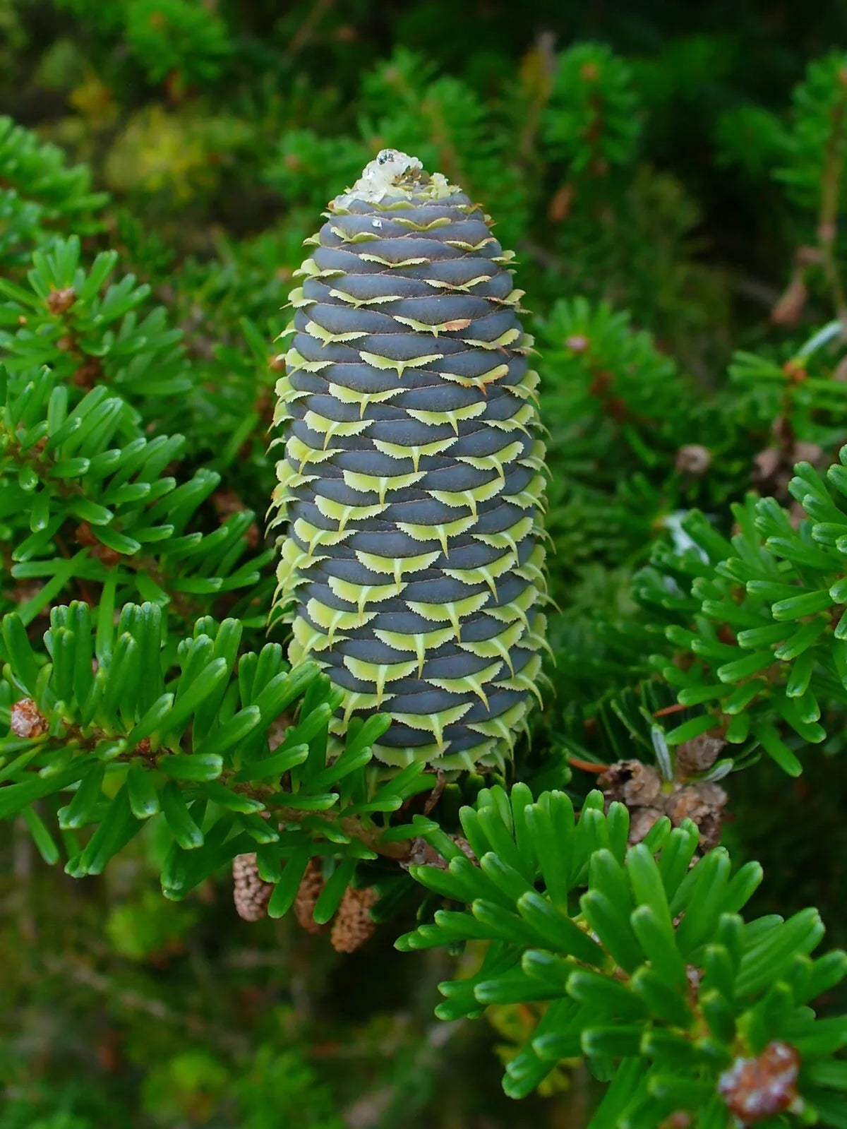 Korean Fir Seeds, 20 Count, Evergreen Conifer, Abies koreana, Cold Hardy, Ideal for Gardens and Landscapes