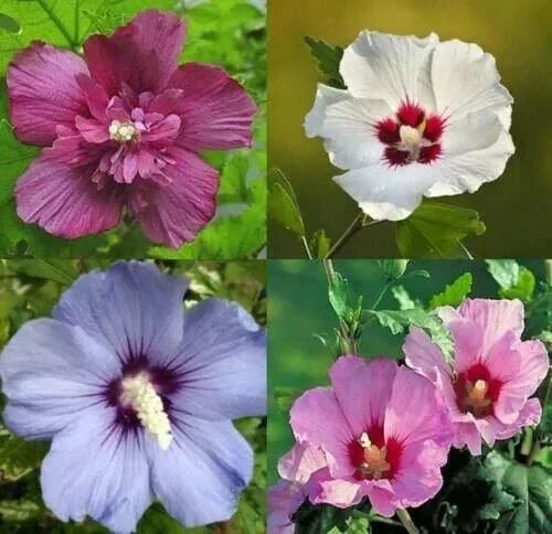 Rose of Sharon Seedlings 7-Pack, Mix Colors, Hibiscus syriacus, Bare Root Starter Plants for Garden Blooms
