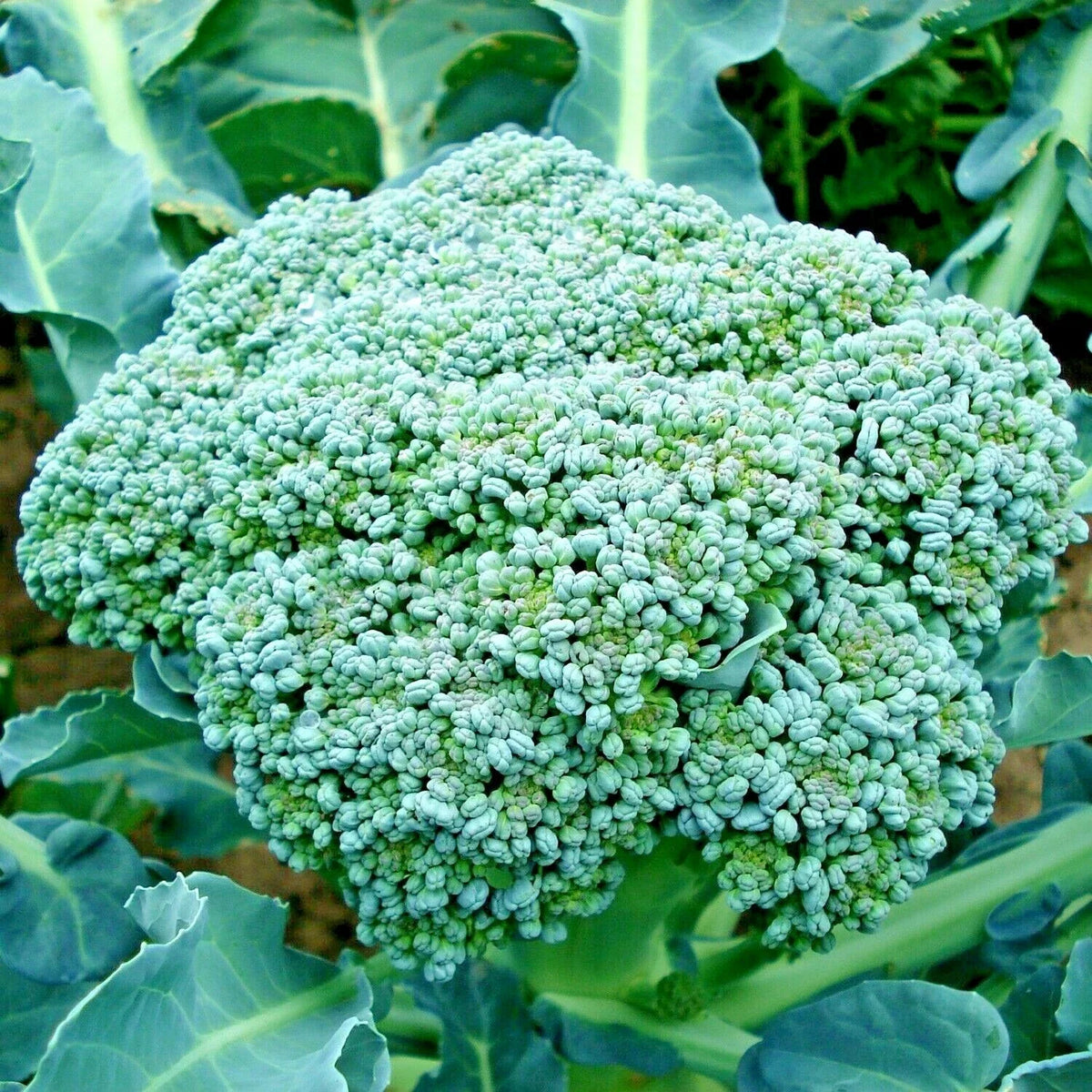 Organic Heirloom Broccoli Seeds - 301+ Green Sprouting - Brassica oleracea - Cool Season Vegetable Garden Planting