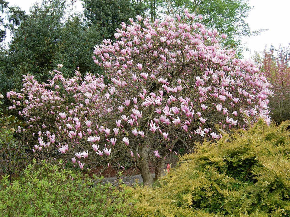 Jane Magnolia Tree 24" Live Bare Root Plant - Reddish-Purple Blooms - Magnolia x 'Jane' - Compact Hardy Garden Accent