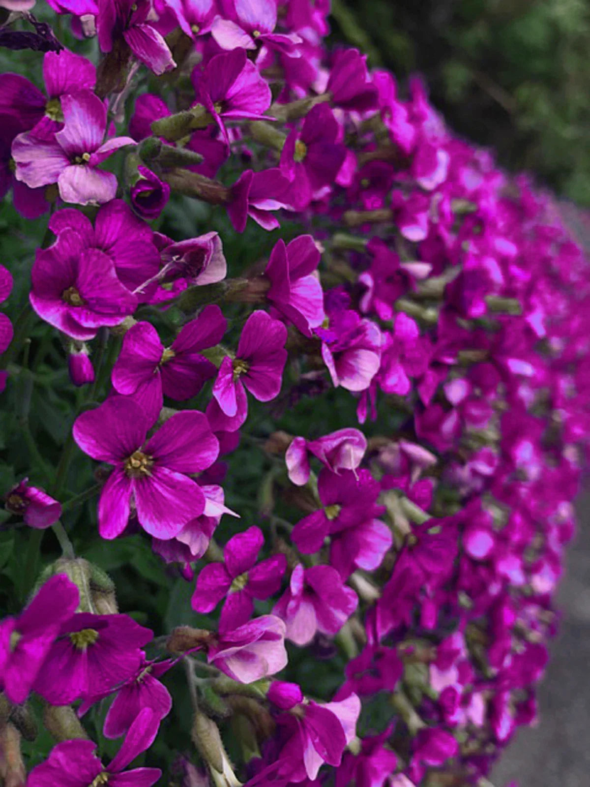 Rock Cress Seeds 150 Count - Aubrieta deltoidea, Cascading Purple Flowers, Perennial Ground Cover for Gardens and Borders
