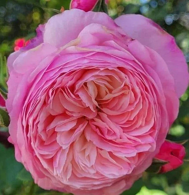 Wedding Rose Cuttings - 3 Fresh Con Stan Rose Stems - Rosa 'Con Stan' - Ideal for Bouquets & Floral Arrangements