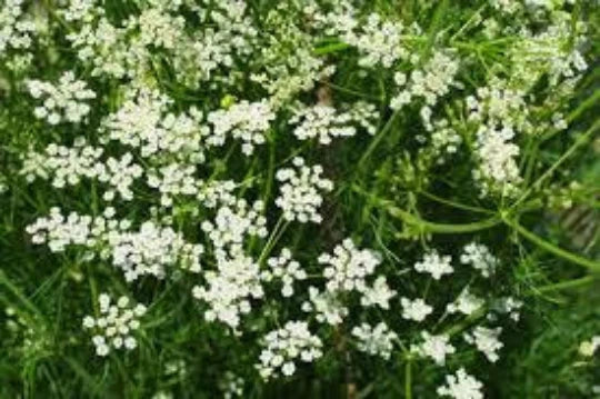Cumin Seeds - 100 Organic Culinary Herb Seeds, Cuminum cyminum, Aromatic Spice for Cooking, Easy to Grow