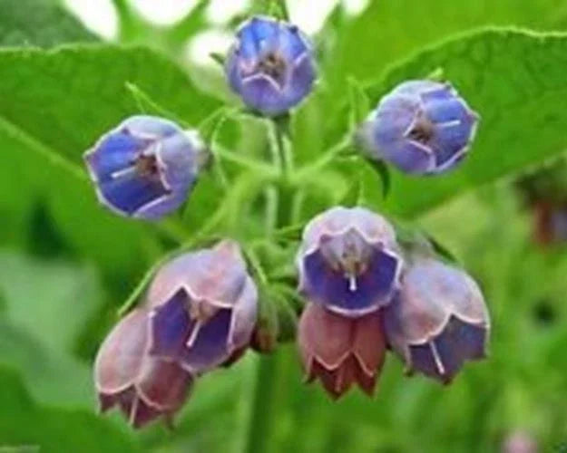 Comfrey Seeds - 10 Pack - Healing Herb - Symphytum Officinale - Vibrant Purple Flowers, Low Maintenance Garden Plant