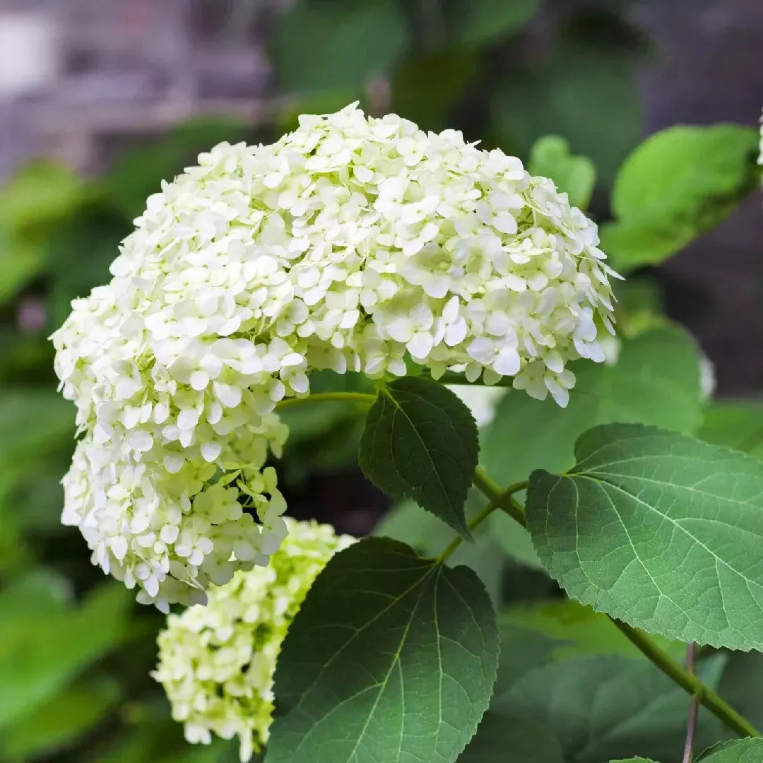 Hydrangea Starter Plant - Bare Root - White Blooms - Shade-Tolerant Smooth Hydrangea - Hydrangea arborescens