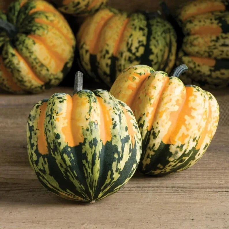 Sweet Dumpling Squash Seeds - 10 Organic Non-GMO Seeds - Cucurbita pepo - USA Grown, Perfect for Home Gardens