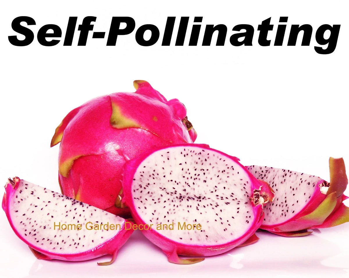 Dragon Fruit Cuttings - 4 Self-Pollinating White Flesh Pitaya - Hylocereus undatus - Exotic Cactus for Home Garden